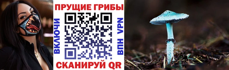 Галлюциногенные грибы Psilocybine cubensis  Лянтор 